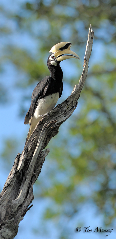 Oriental Pied Hornbill 